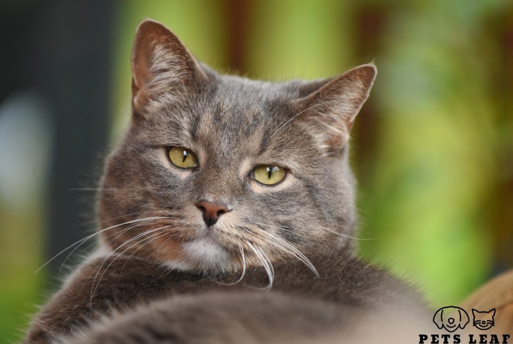 How to Groom an Old Cat with Matted Fur 3 Old cat grooming