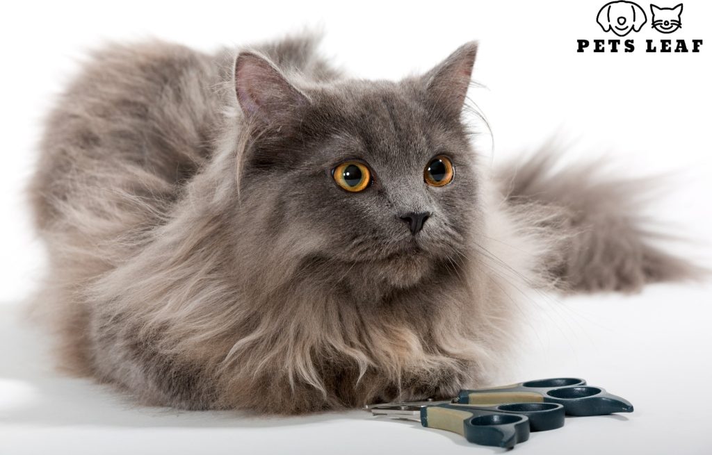 How to Groom A Persian Cat 4 Persian cat nail trimming