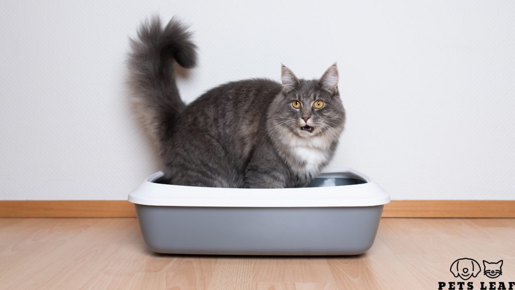 Why Has My Cat Stopped Using the Litter Box? 4 Reasons behind not using the litter box