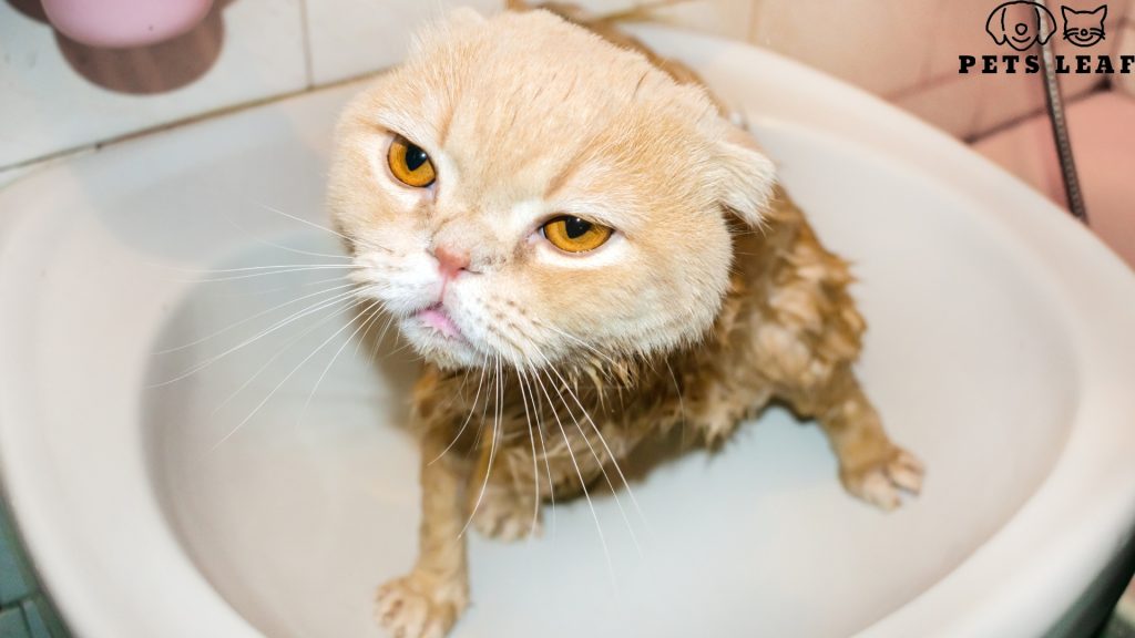 How to Groom A Scottish Fold Cat 3 Scottish Fold Bathing