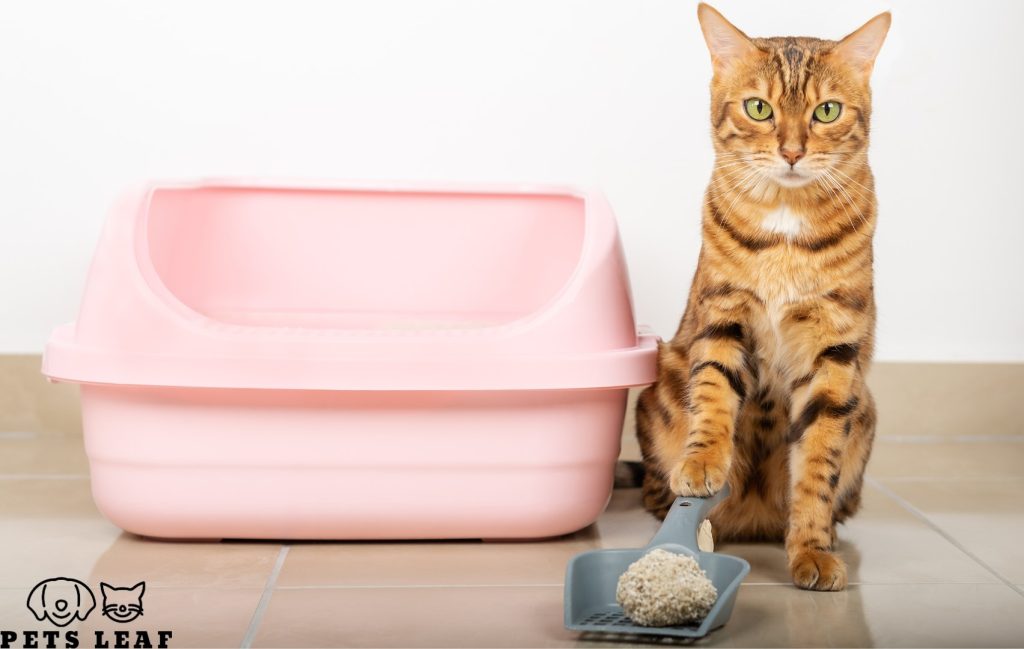 Why Has My Cat Stopped Using the Litter Box? 5 Solutions for not using the litter box