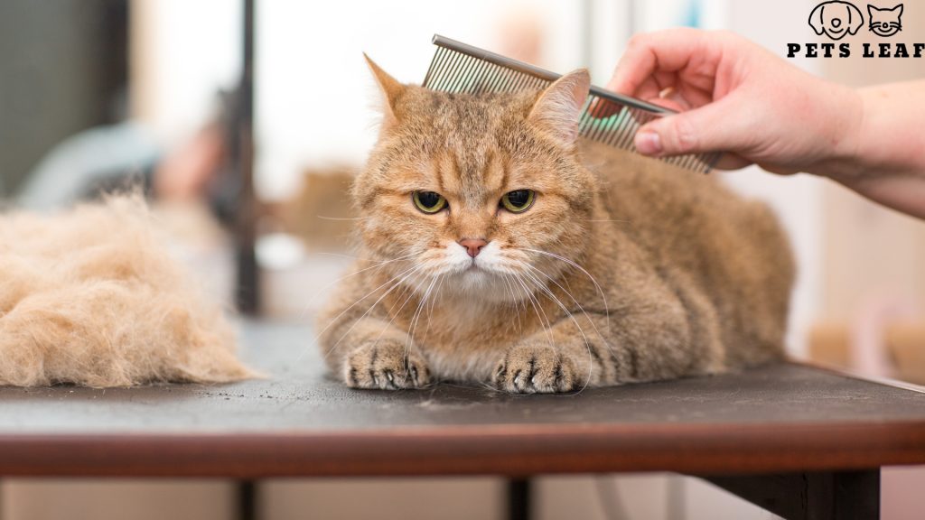 How to Groom an Old Cat with Matted Fur 4 Techniques for Grooming Old Cats