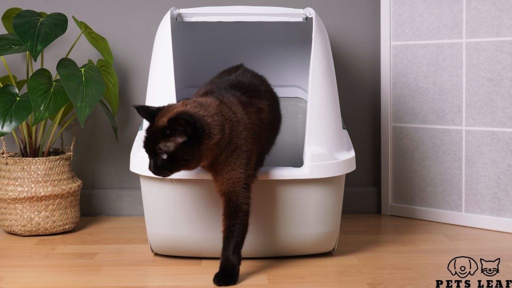 Why Has My Cat Stopped Using the Litter Box? 3 Why Has My Cat Stopped Using the Litter Box