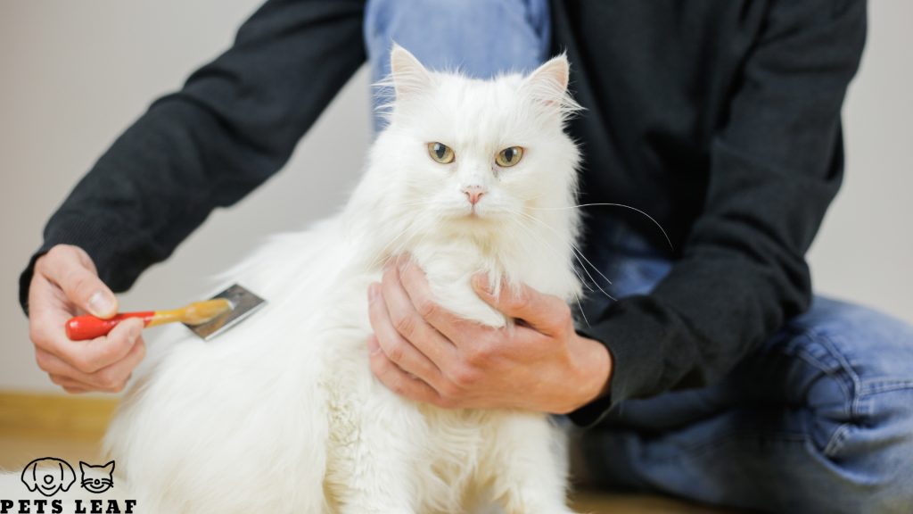 10 Long Haired Cat Grooming Tips 3 long haired cat