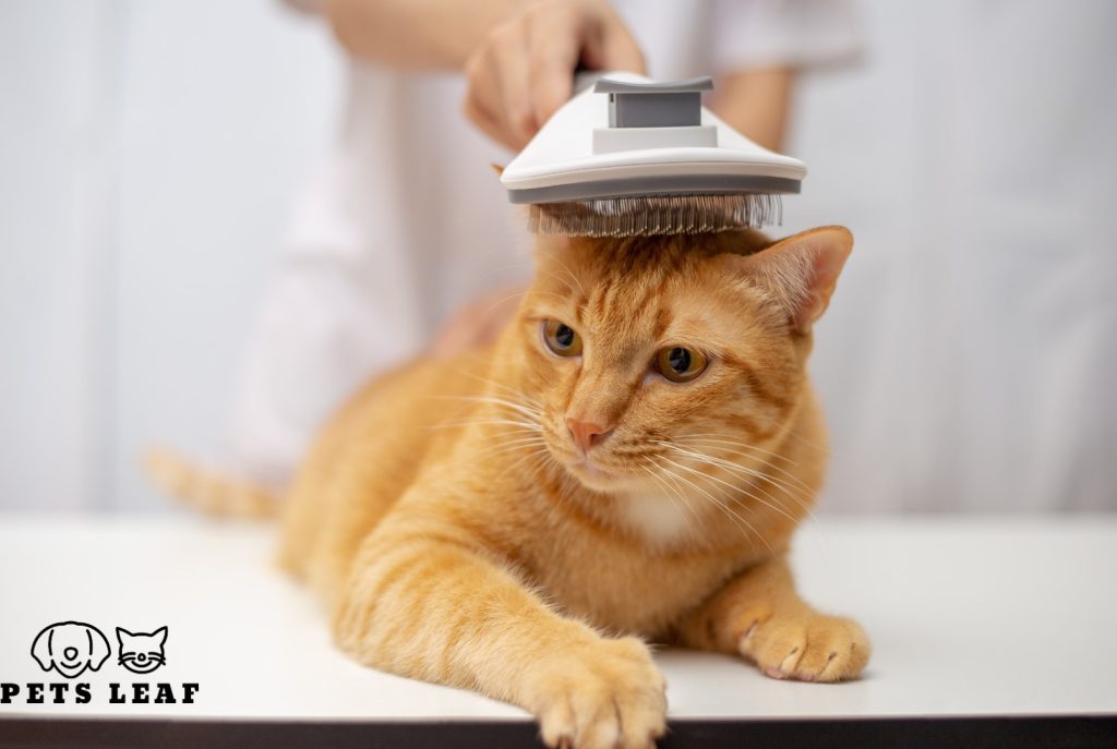 The Best Bristle Brushes for Cats & How to Use Them 3 Bristle Brushes for Cats