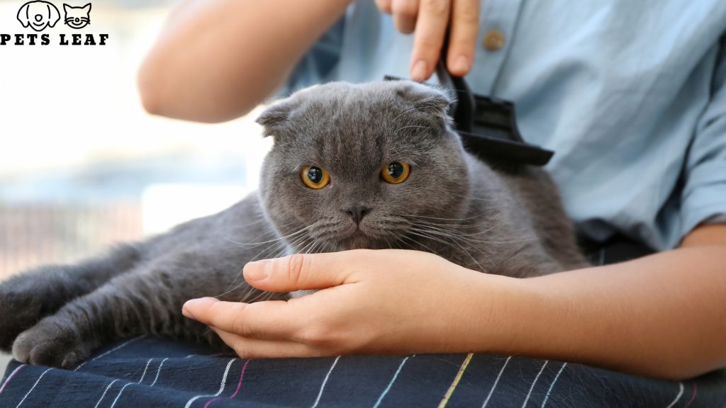 How to Use A Slicker Brush on A Cat 4 how to use a slicker brush on a cat