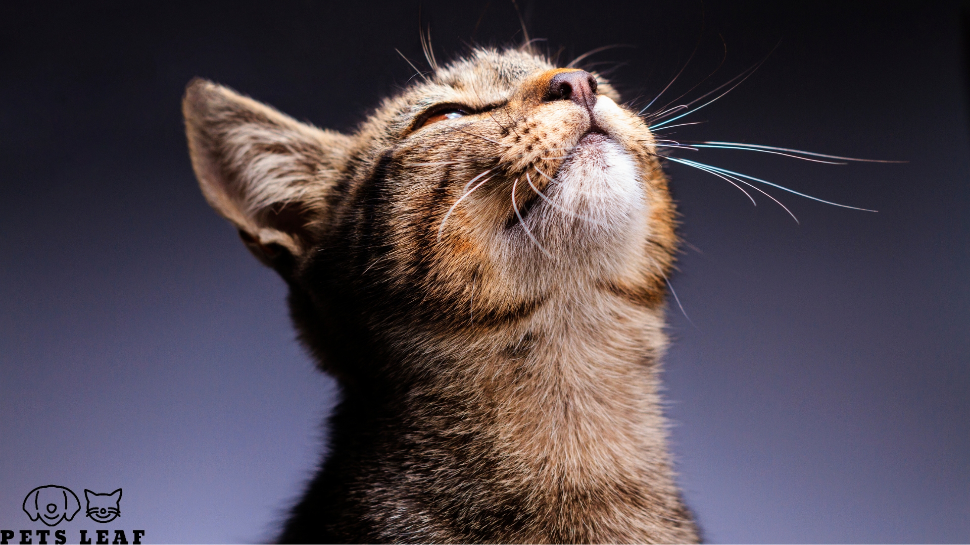 How to Sedate a Cat for Grooming 3 Sedate a cat for grooming