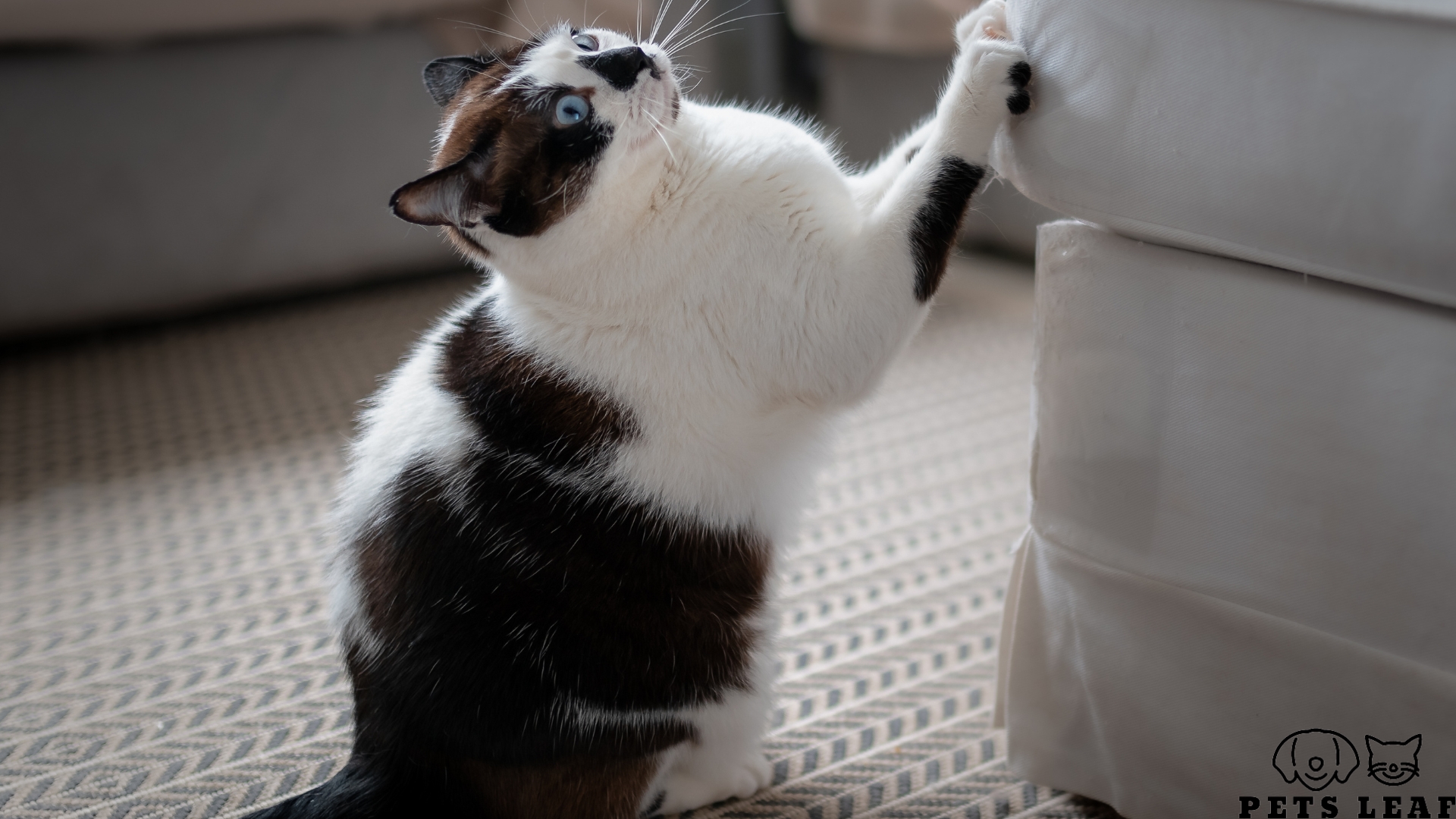 What Age Do Cats Need Claw Caps? 5 What Can Happen if You Don’t Trim Your Cat’s Nails