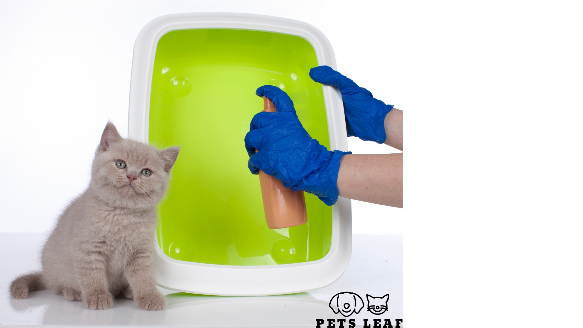 How to Sedate a Cat for Grooming 4 cat pheromone spray