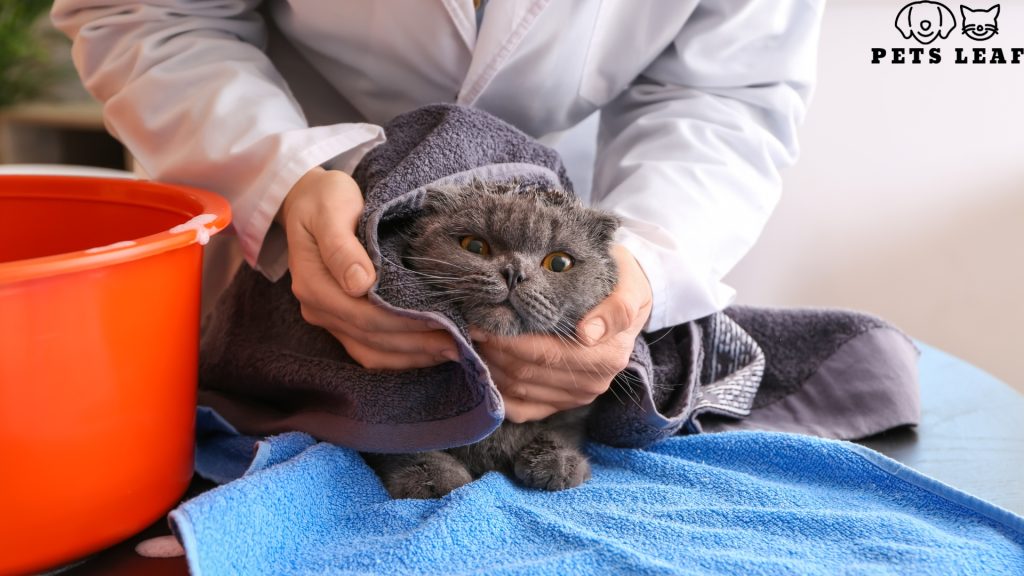 How to Groom A Senior Cat 5 grooming a cat with wipes