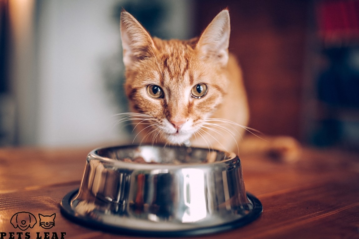 Cat Nutrition Tips, Feeding Frequency, and Mistakes to Avoid 4 Cat Feeding Guidelines