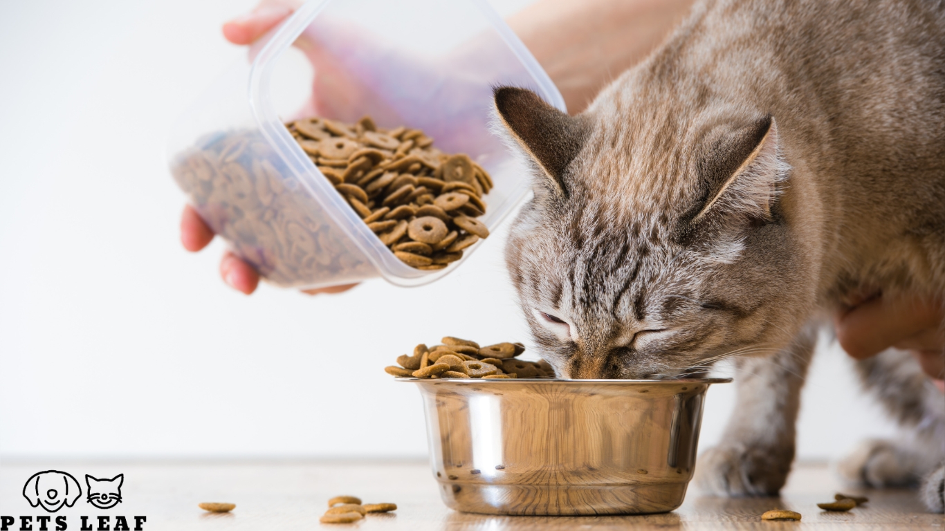 Cat Nutrition Tips, Feeding Frequency, and Mistakes to Avoid 6 Cat Nutrition Guidelines