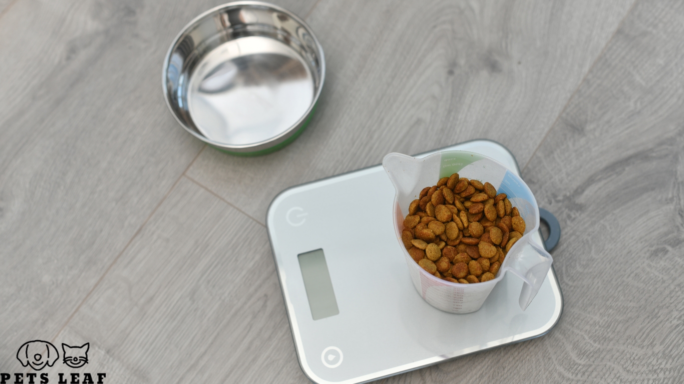 Cat Nutrition Tips, Feeding Frequency, and Mistakes to Avoid 8 Measuring Your Cat's Food