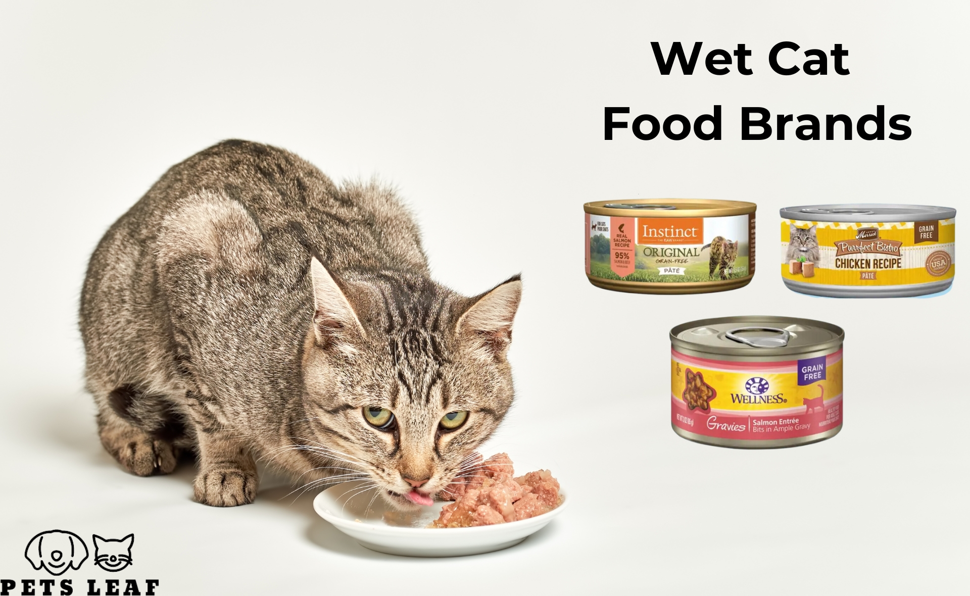 Wet Cat Food: Benefits, Top Products, and Transitioning from Dry Food 6 How to Choose the Best Wet Cat Food