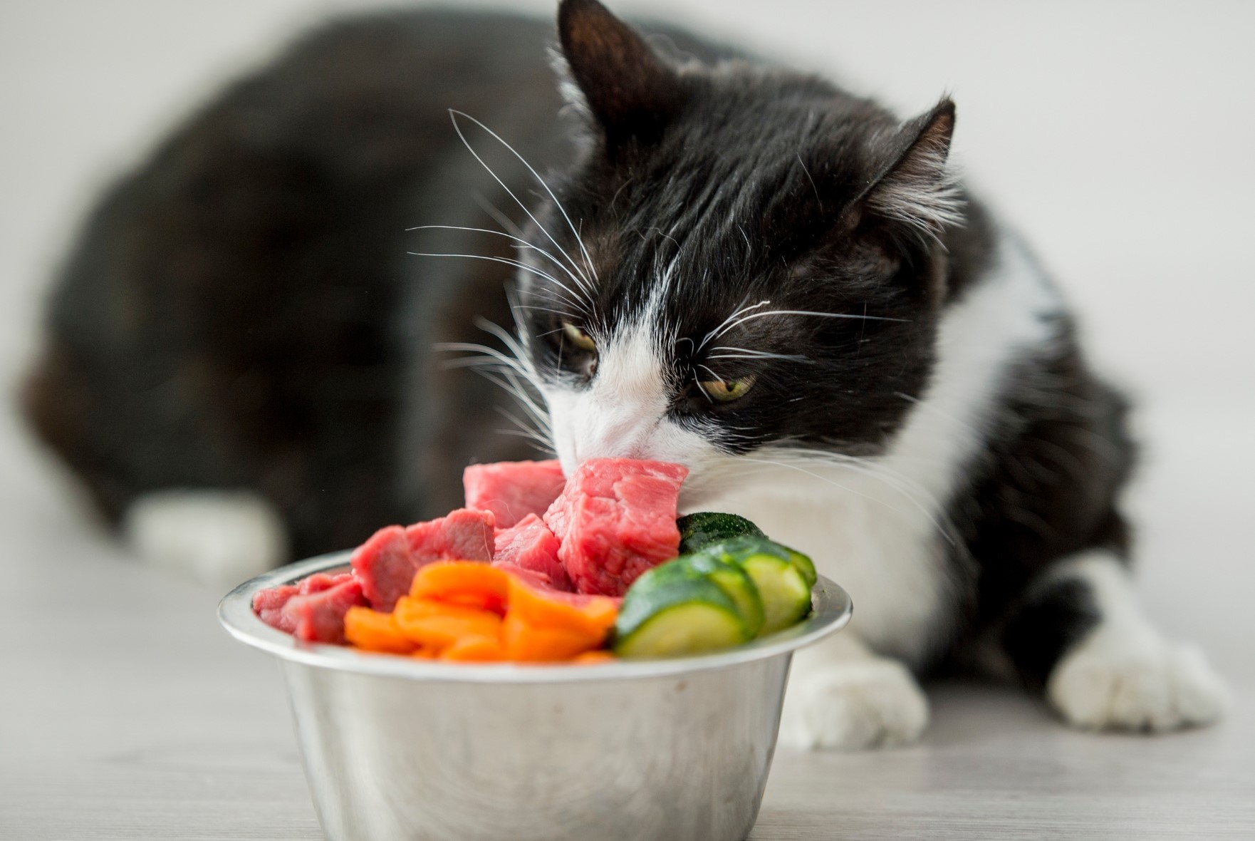 Raw Cat Food: Benefits, Risks, and Ideal Nutrition 3 Raw cat food