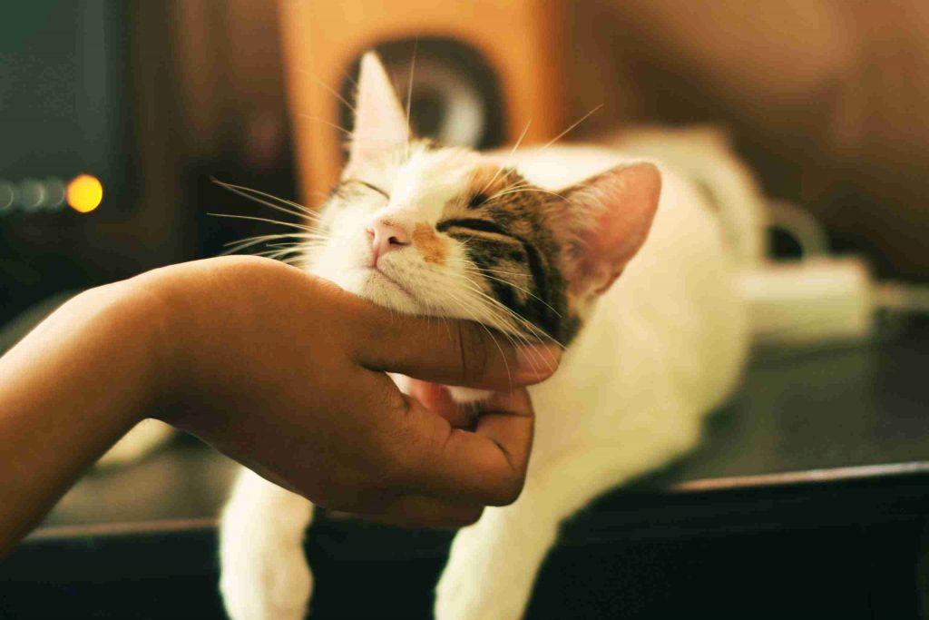 How Often to Groom a Cat 3 A cat being pet by its owner