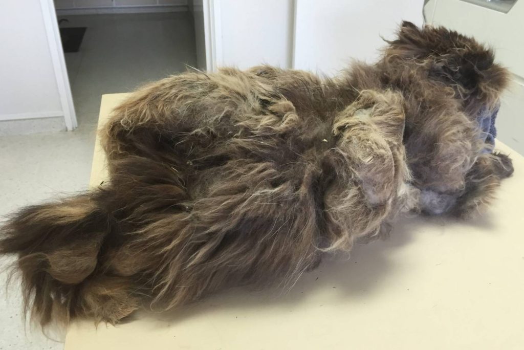 How to Shave a Matted Cat 3 how to groom a cat with matted hair