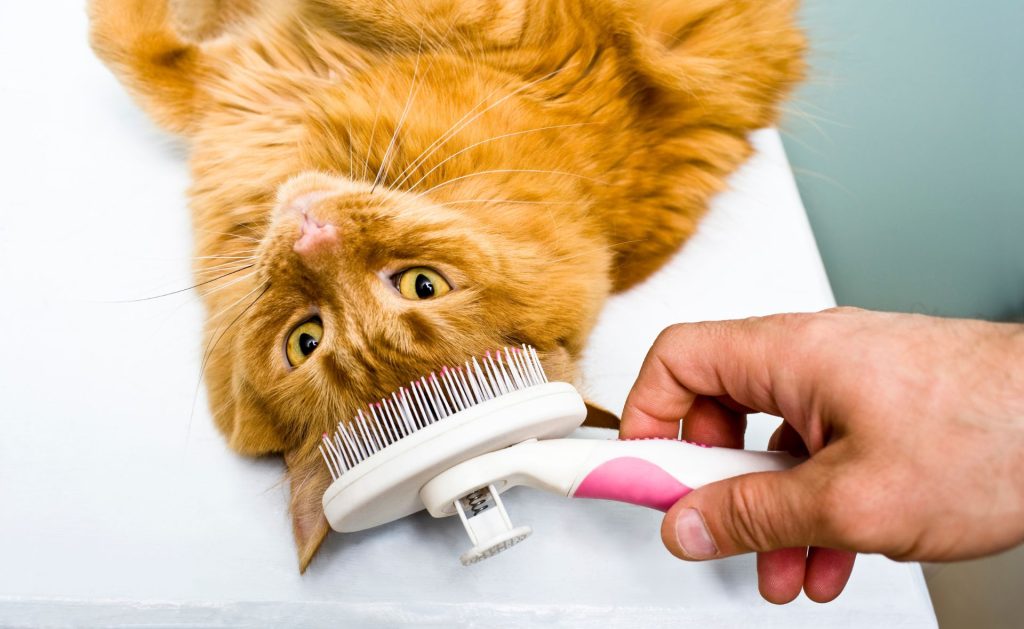 How to Calm a Cat for Grooming 3 How To Calm A Cat For Grooming