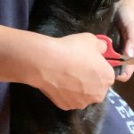 How to Trim Cat Nails 3 Straddling a cat 1
