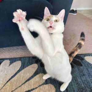 Pets Leaf 9 A white cat putting up its paws