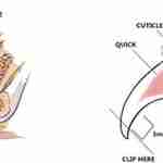 How to Groom A Singapura Cat 6 An illustration of a cat's nail quick