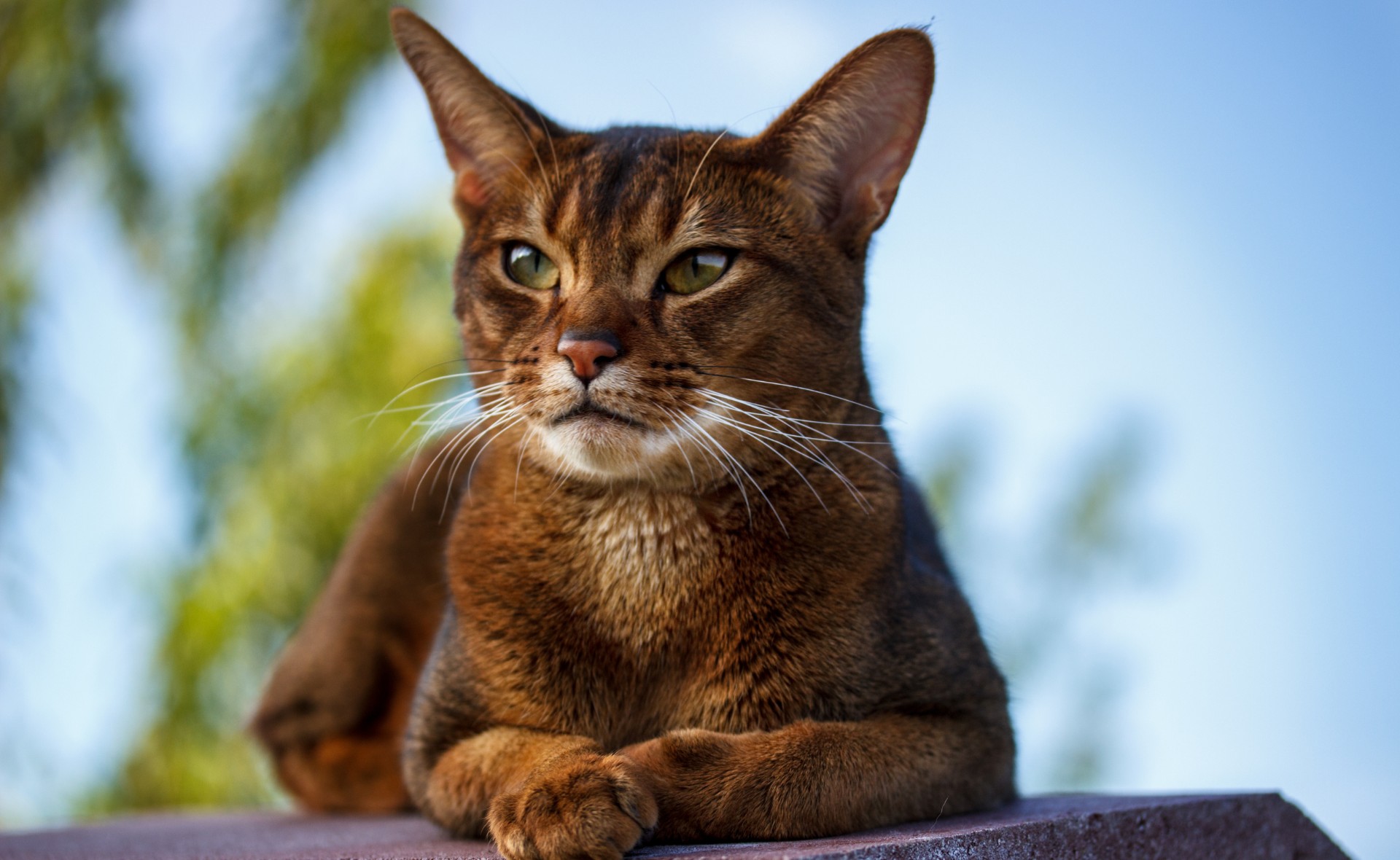 How to Groom An Abyssinian Cat 2 Abyssinian cat