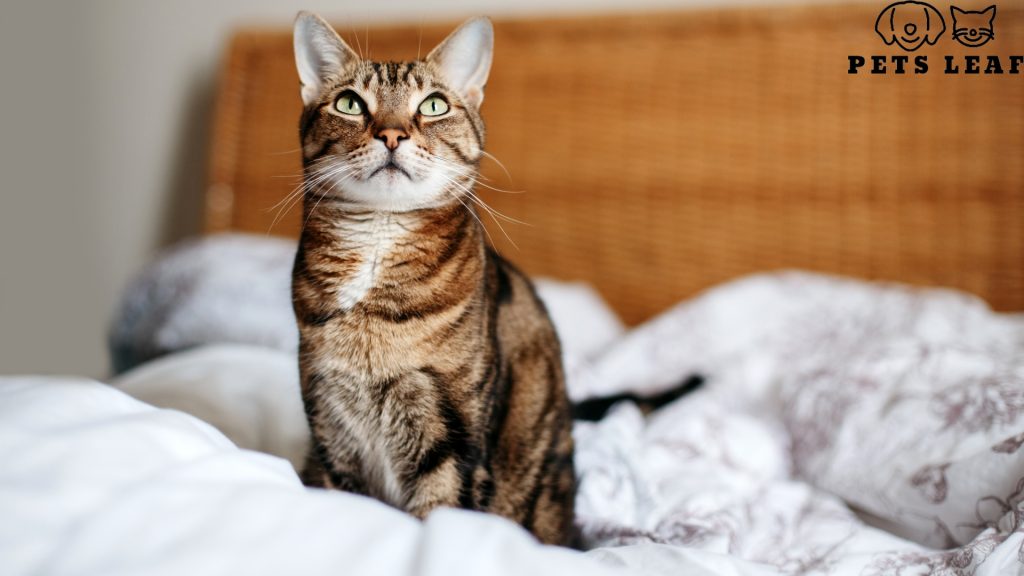 Cat Pooping On Bed: Causes and Solution (Vet Explains) 3 Cat pooping on bed
