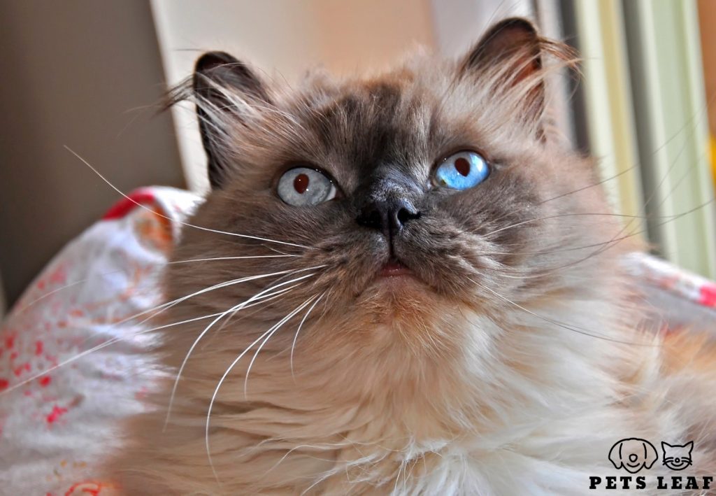 Himalayan cat