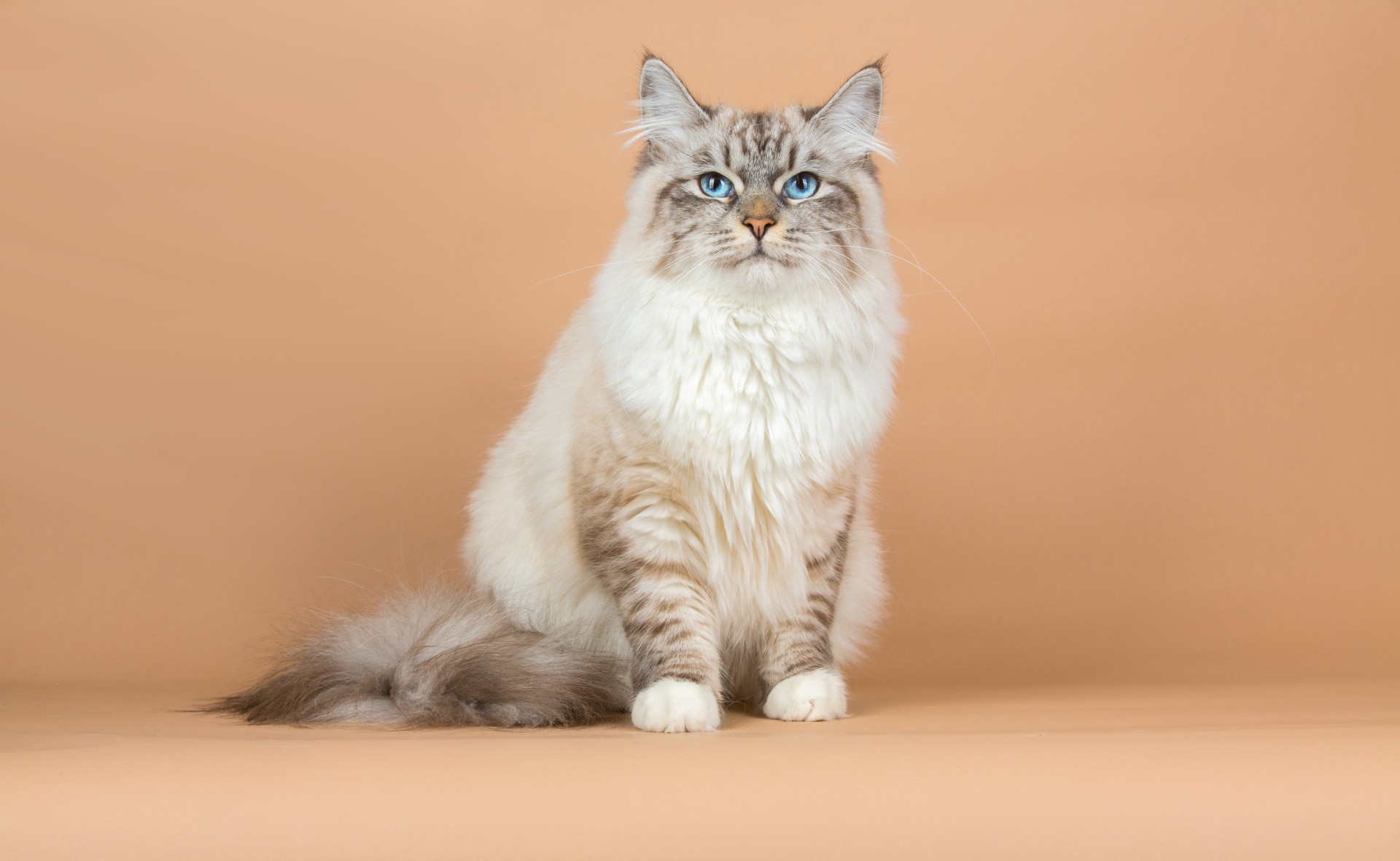 How to Groom A Siberian Cat 2 Siberian Cat