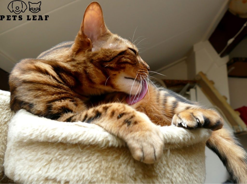 Cat Overgrooming: Signs, Causes, & Solutions 3 Cat overgrooming