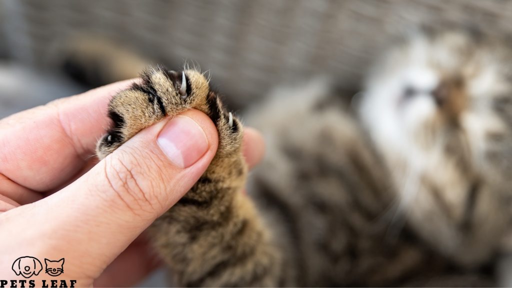 Why Do They Not Declaw Cats Anymore? 3 Declawing cats