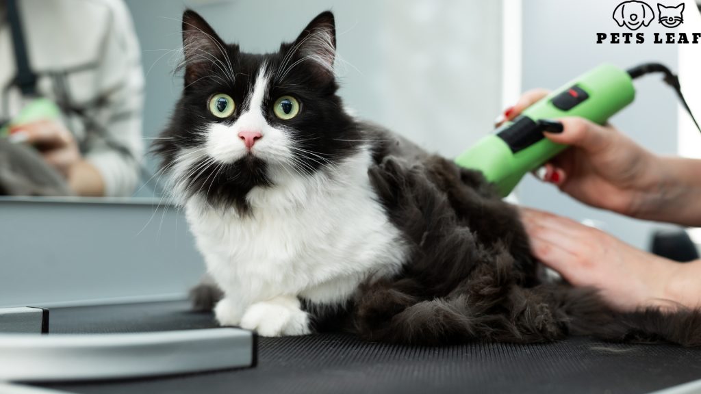 Professional Cat Grooming