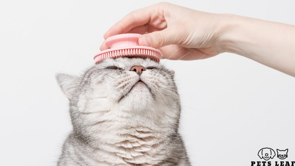 The Top 3 Rubber Cat Brushes for Grooming 3 Rubber Cat Brushes