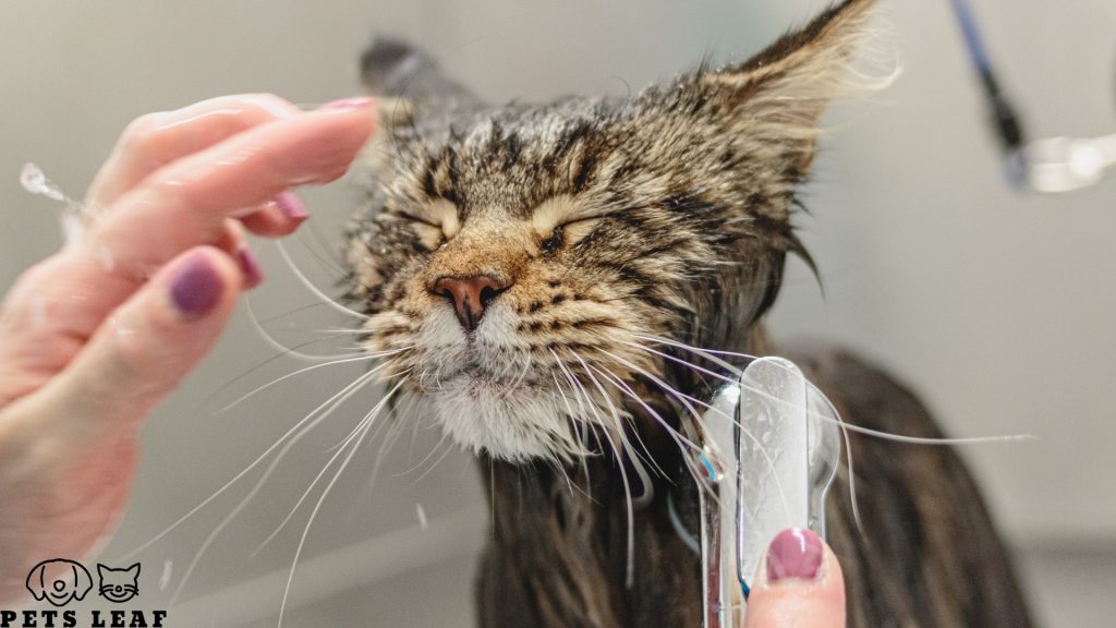 5 Best Shampoo for Cats 3 best shampoo for cats