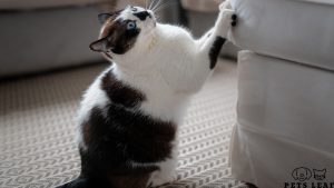 Pets Leaf 13 What Can Happen if You Don’t Trim Your Cat’s Nails