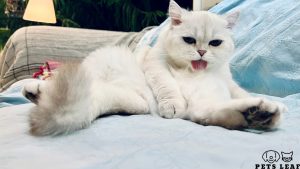 cat stopped grooming itself