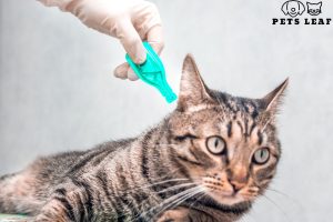 Pets Leaf 11 how to get rid of fleas on cats