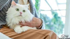 Pets Leaf 10 senior cat grooming